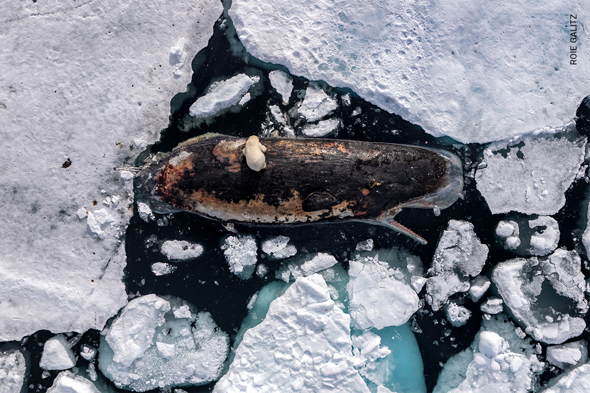 A female polar bear feeds on a sperm whale carcass in the polar pack ice north of the Norwegian archipelago, Svalbard. 82° North, International Waters.