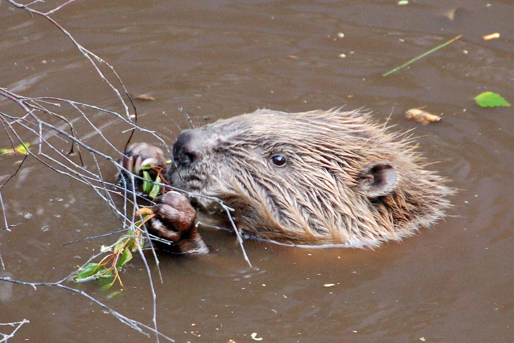 Photo of a European beaver.