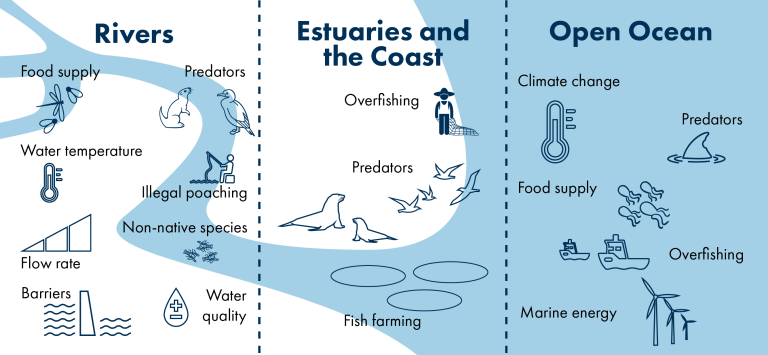Infographic showing environmental pressures on aquatic mammals across three habitats: rivers, estuaries and coasts, and the open ocean. The graphic is divided into three sections by dashed vertical lines. The rivers section lists food supply, water temperature, flow rate, barriers, predators, illegal poaching, non-native species, and water quality. The estuaries and coast section lists overfishing, predators, and fish farming, with illustrations of seals and seabirds. The open ocean section lists climate change, food supply, marine energy, predators, and overfishing, with illustrations including ships, wind turbines, jellyfish, and a marine mammal fin. A winding blue waterway connects the three habitats from left to right.